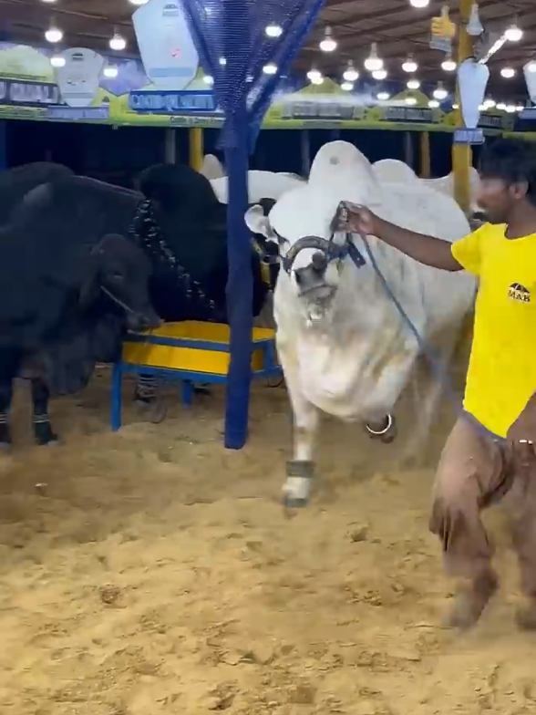@Karachi Bull lovers