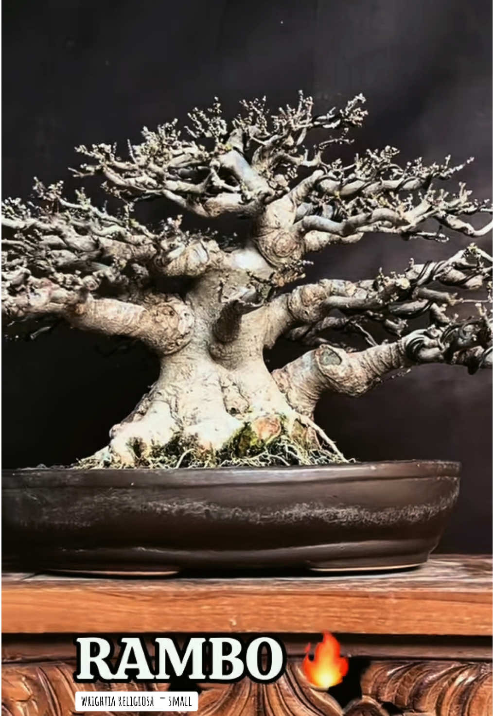 @warbonsai_purwodadi
