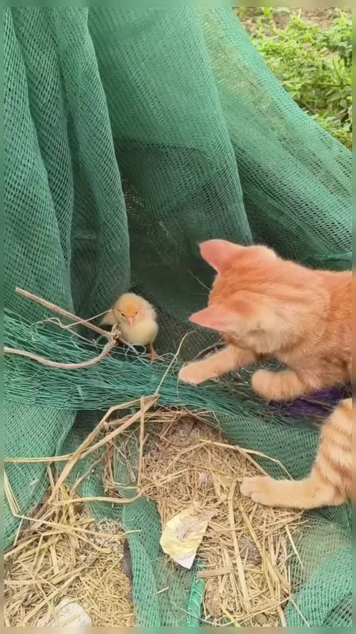 @healing pet