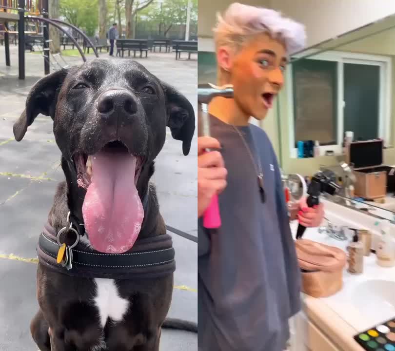 @Max the Pup