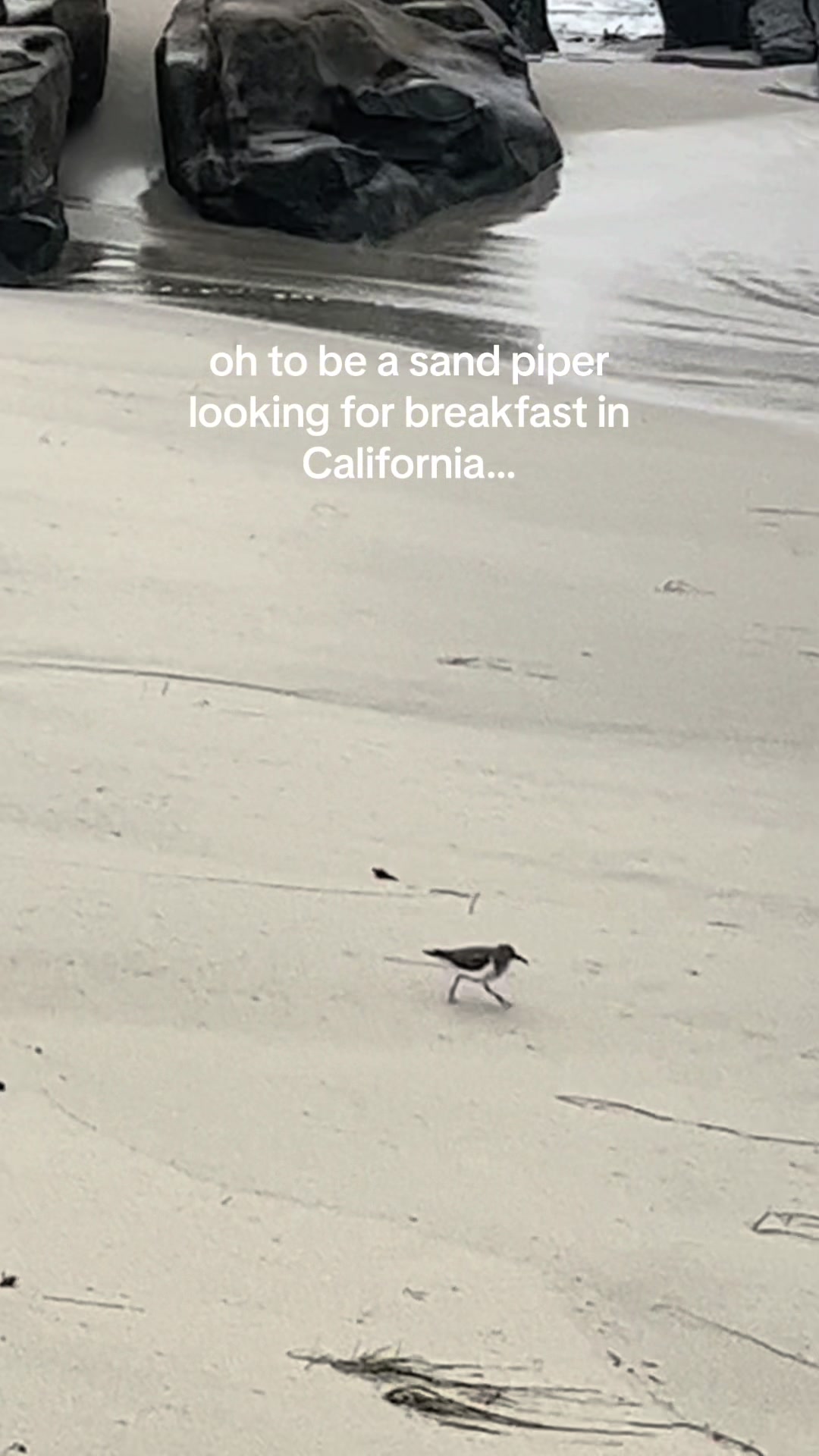@beerbongsandminivans