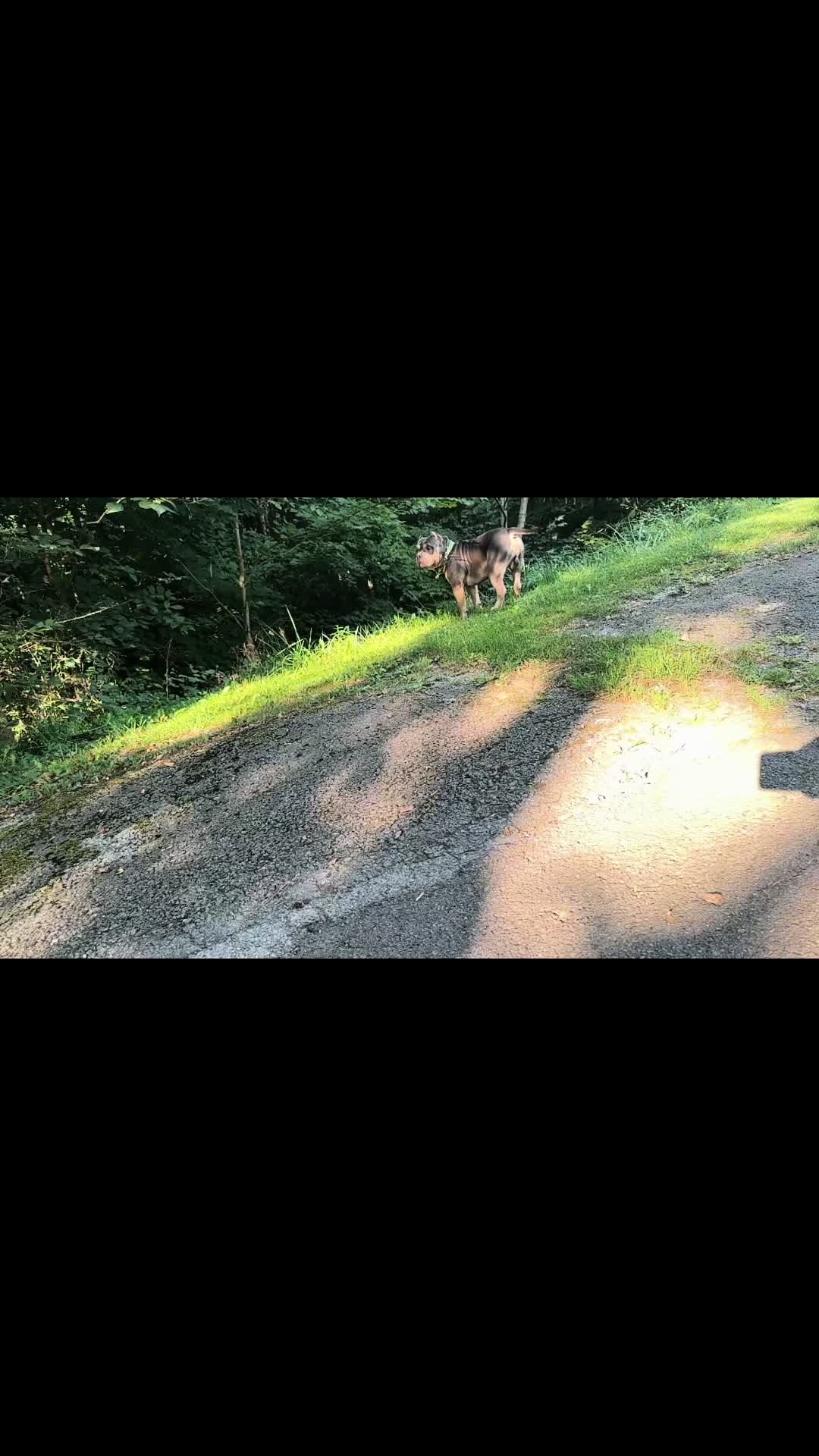 @D3 tri State kennel