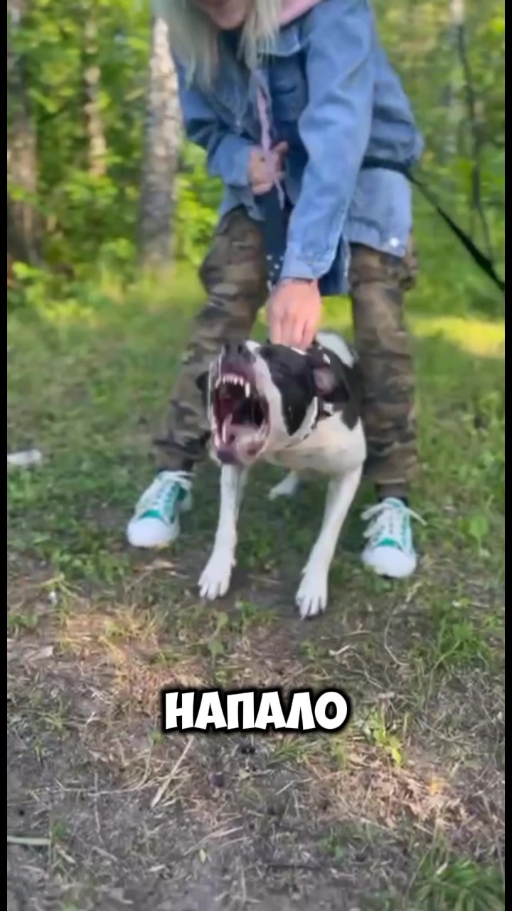 @Питбуль с сердечком🖤