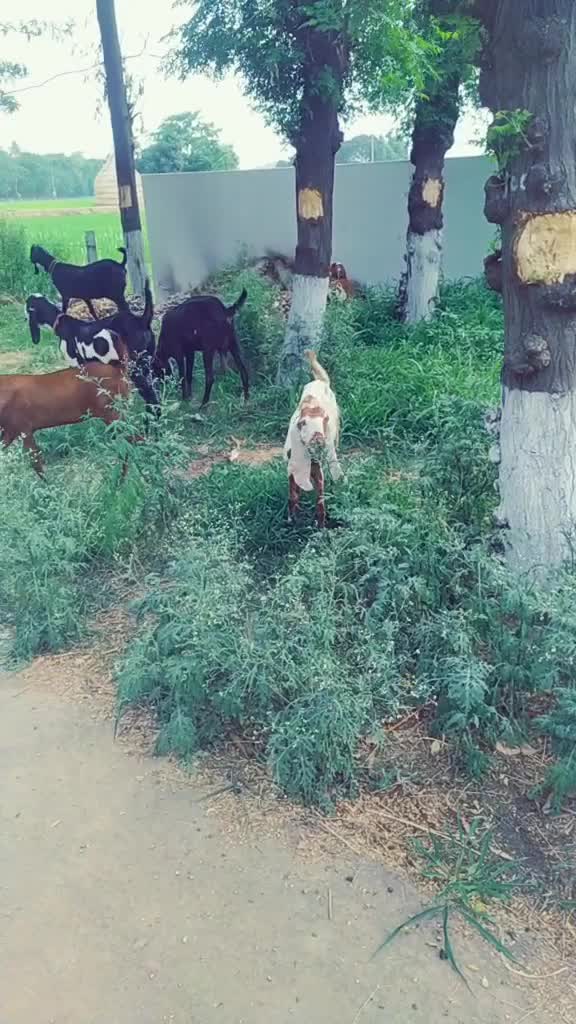 @ਸੱਤਾ ਧਮੋਟ
