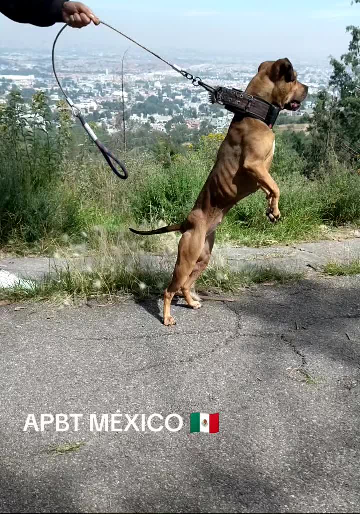 @TrueGamedogsMx214420