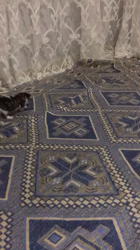 @ŞİRİN 🐈🐈