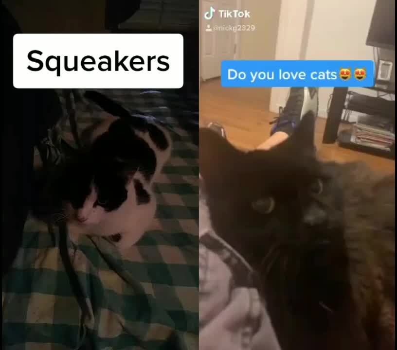 @Nekoomnomnomicon