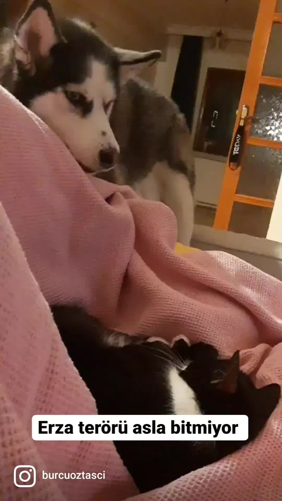 @Erzathehusky