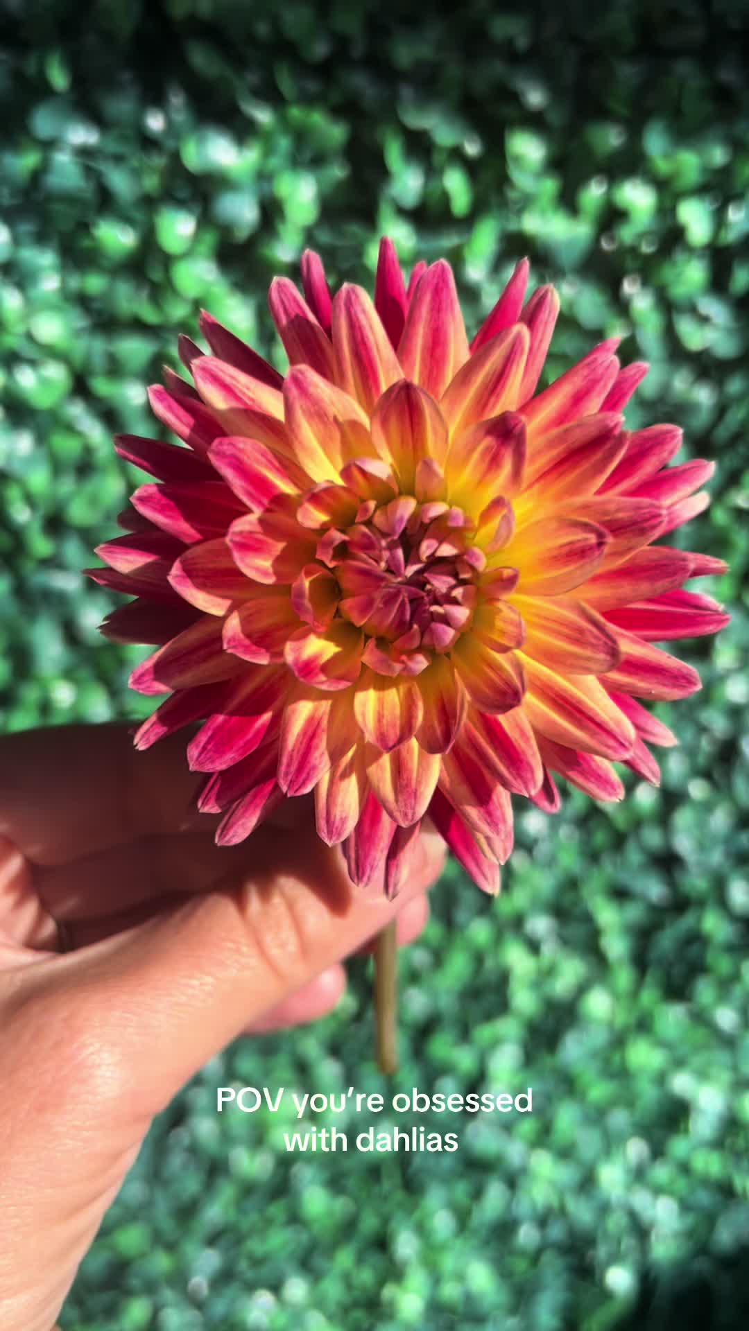 @gardeninginoside