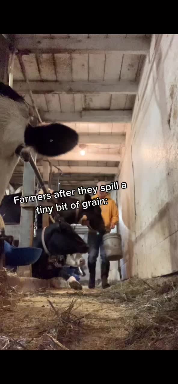 @Venture Holsteins