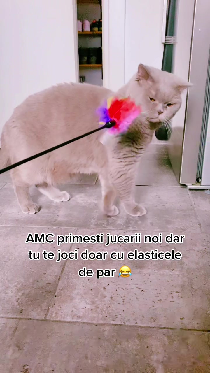 @DodoTheCat 😻