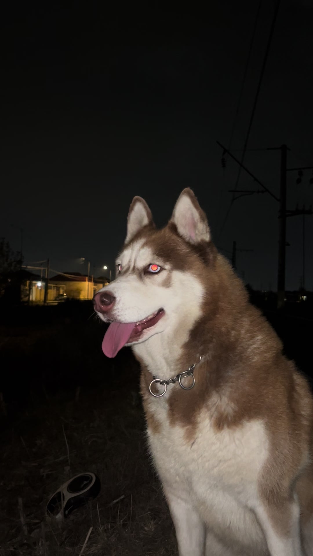 @lbella_Huskyy