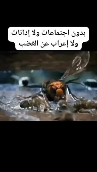 @Warda