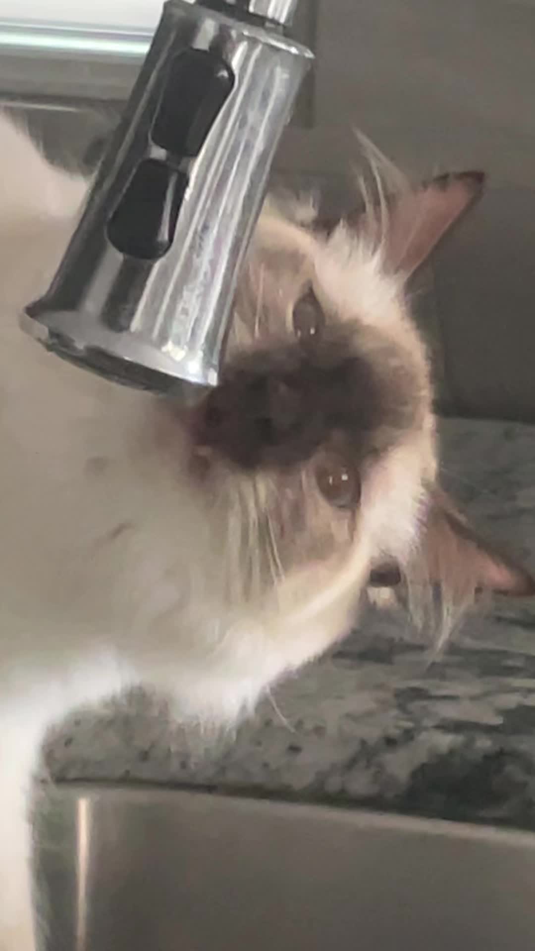 @brunokitten