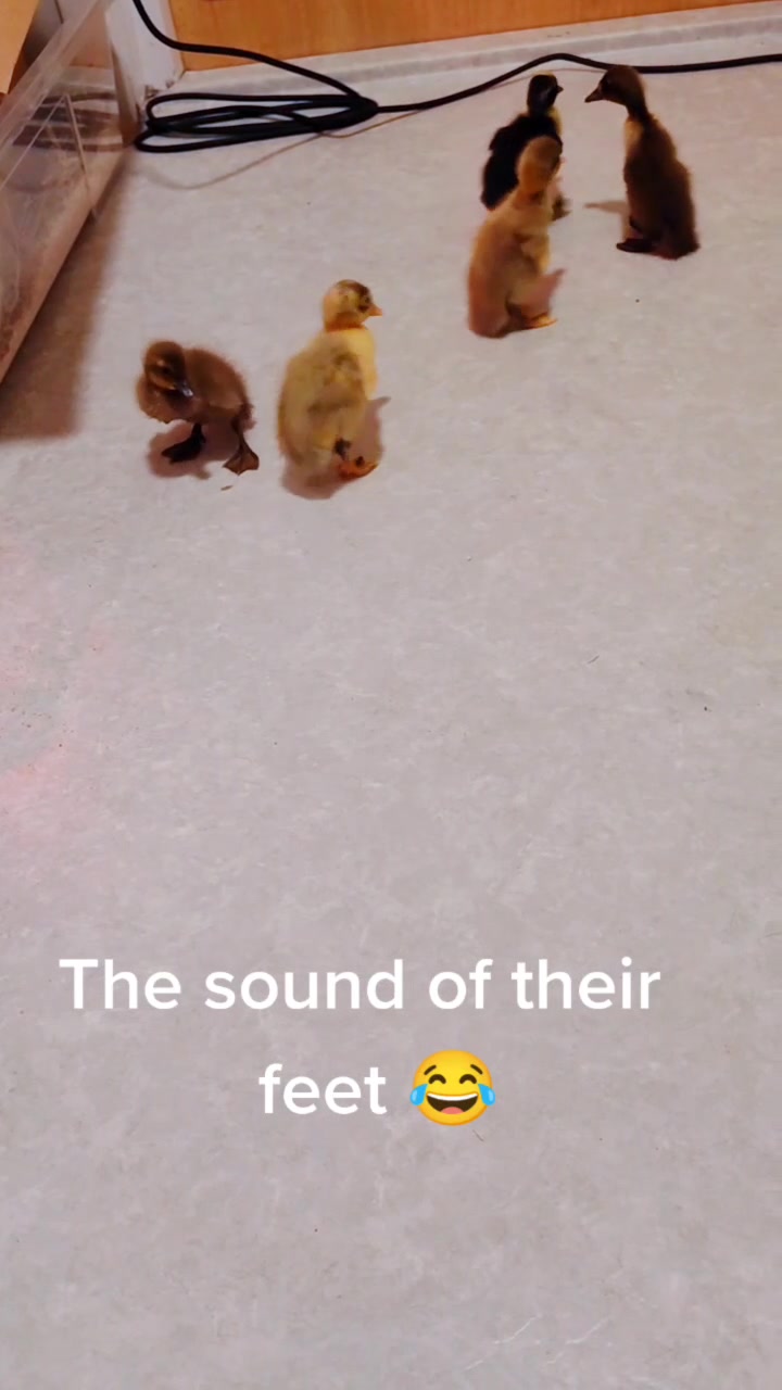 @The Doodle Quacks 🇸🇪🇬🇧🐔🦆