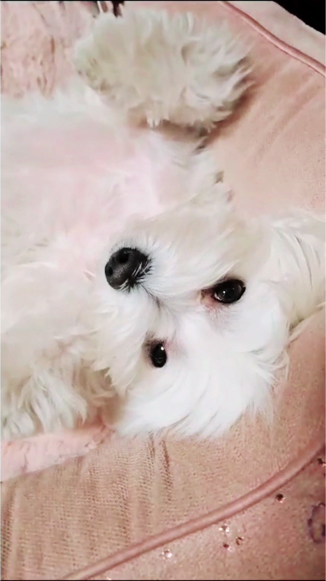 @Darla 🧡🐶🧡
