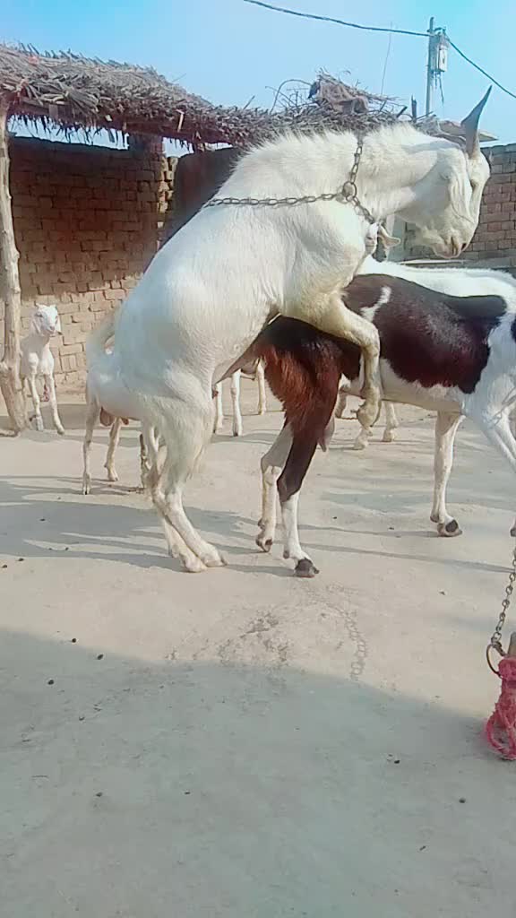 @Ajeet Thakur
