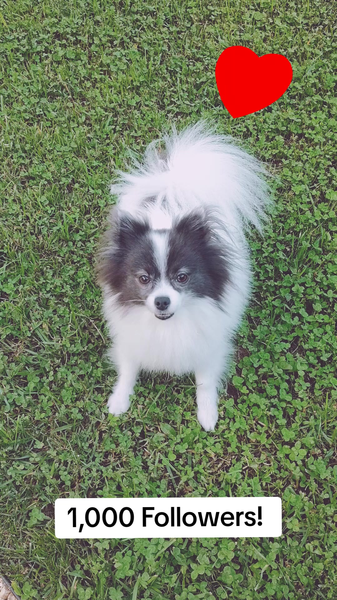 @Arlo The Pom ๐พ