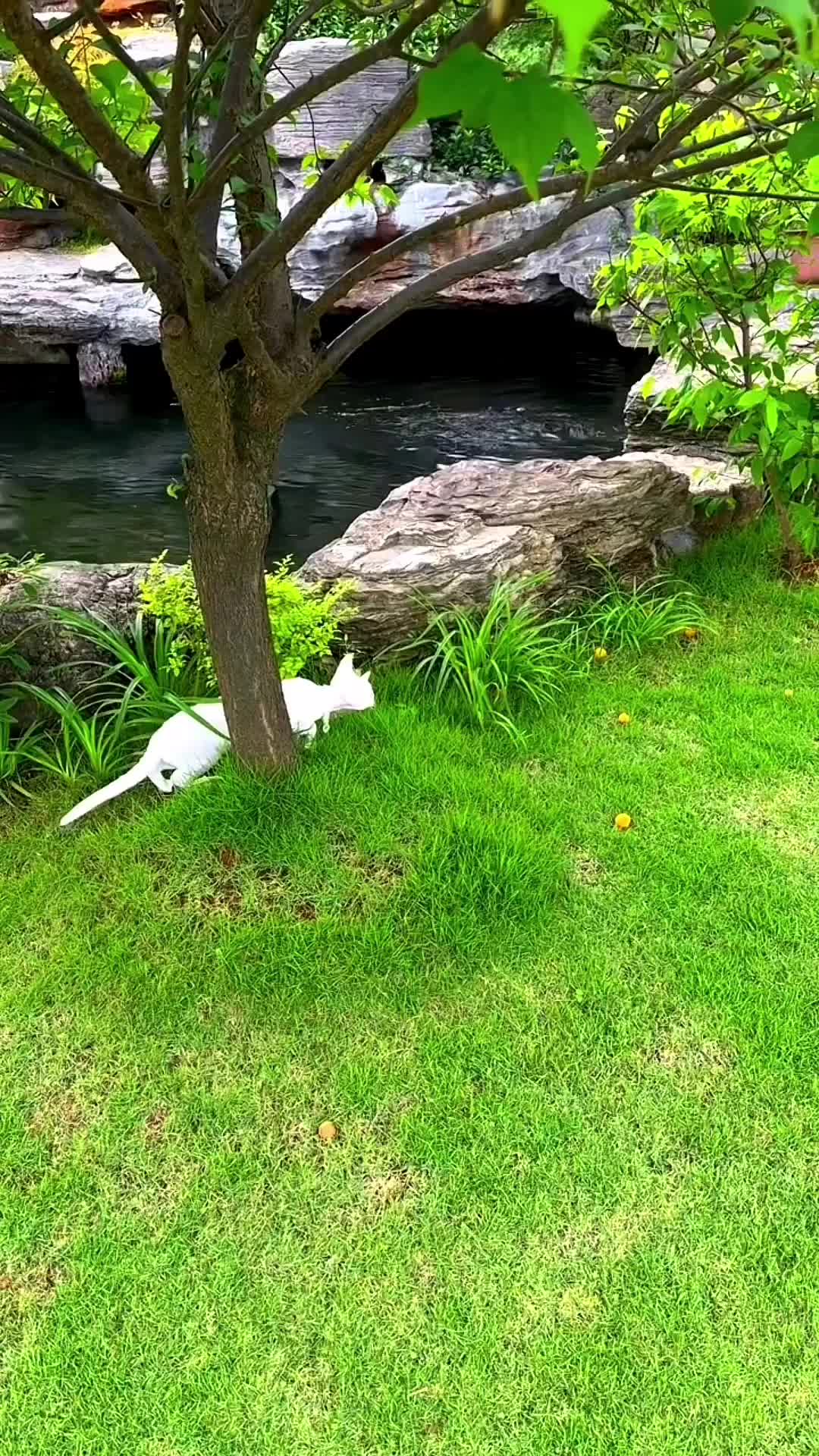 @Mr.Cat