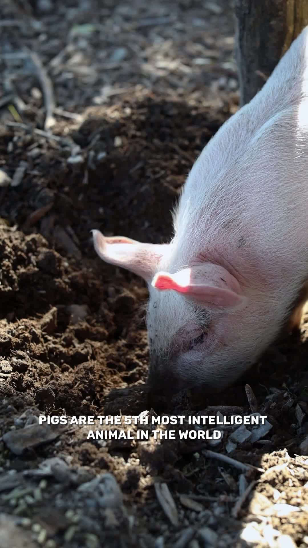 @factsanimal0
