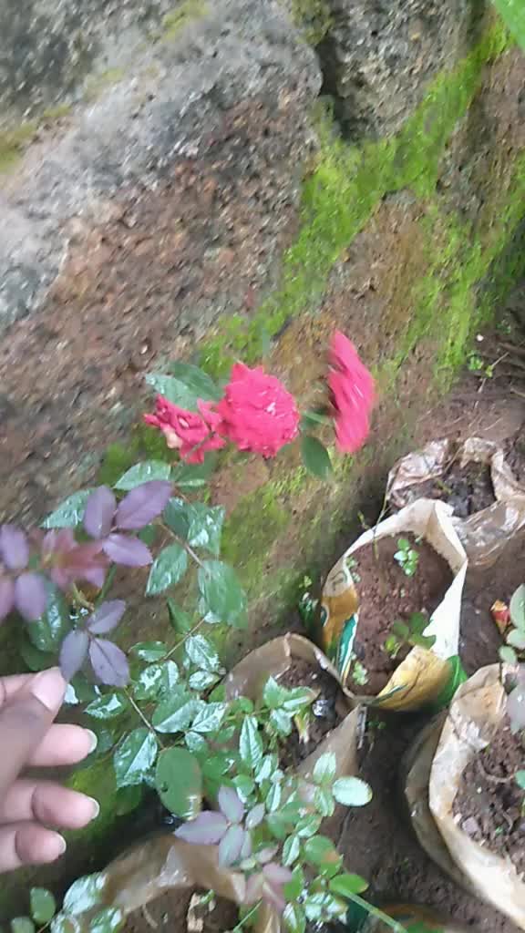 @😘ചുഞ്ഞാവ chunjava😘
