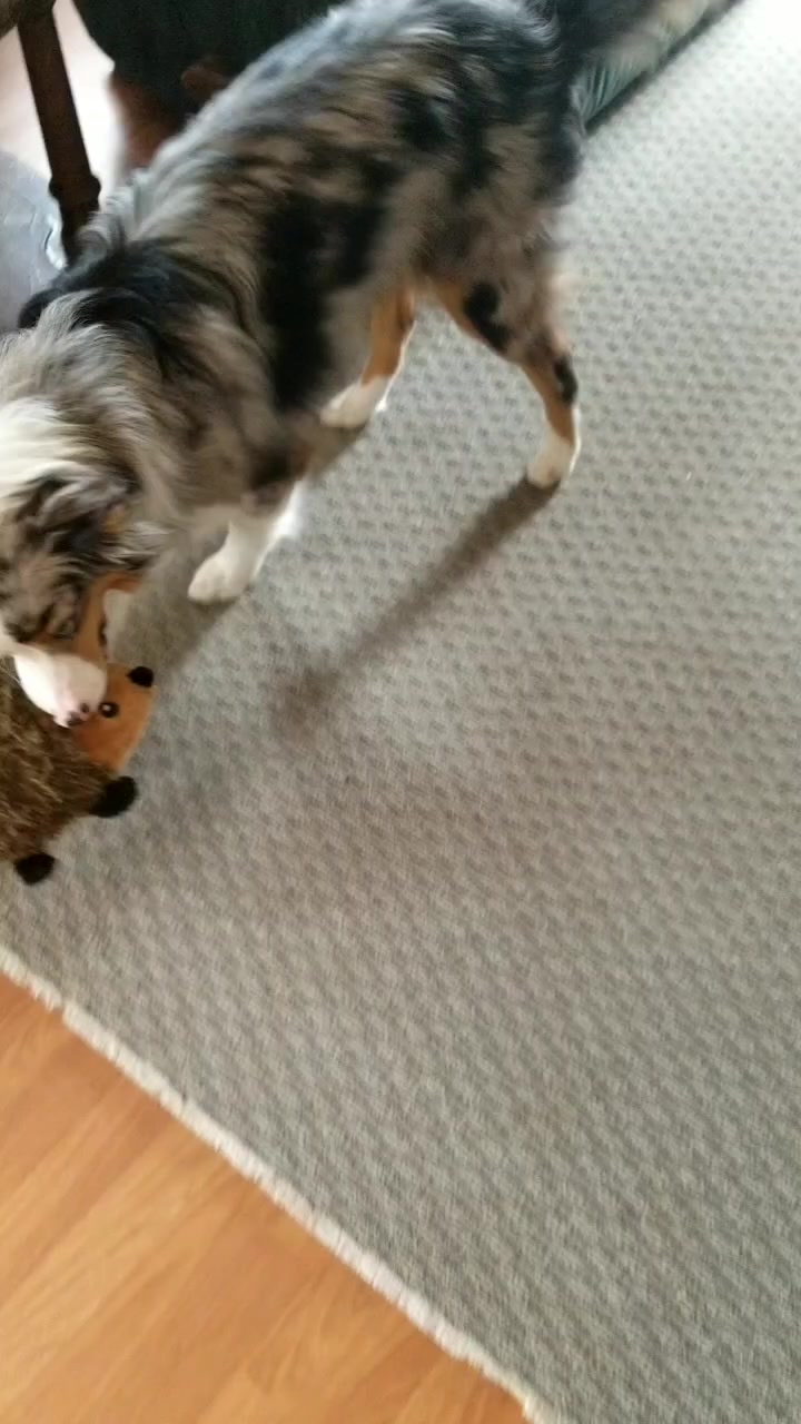 @Jett The Aussie