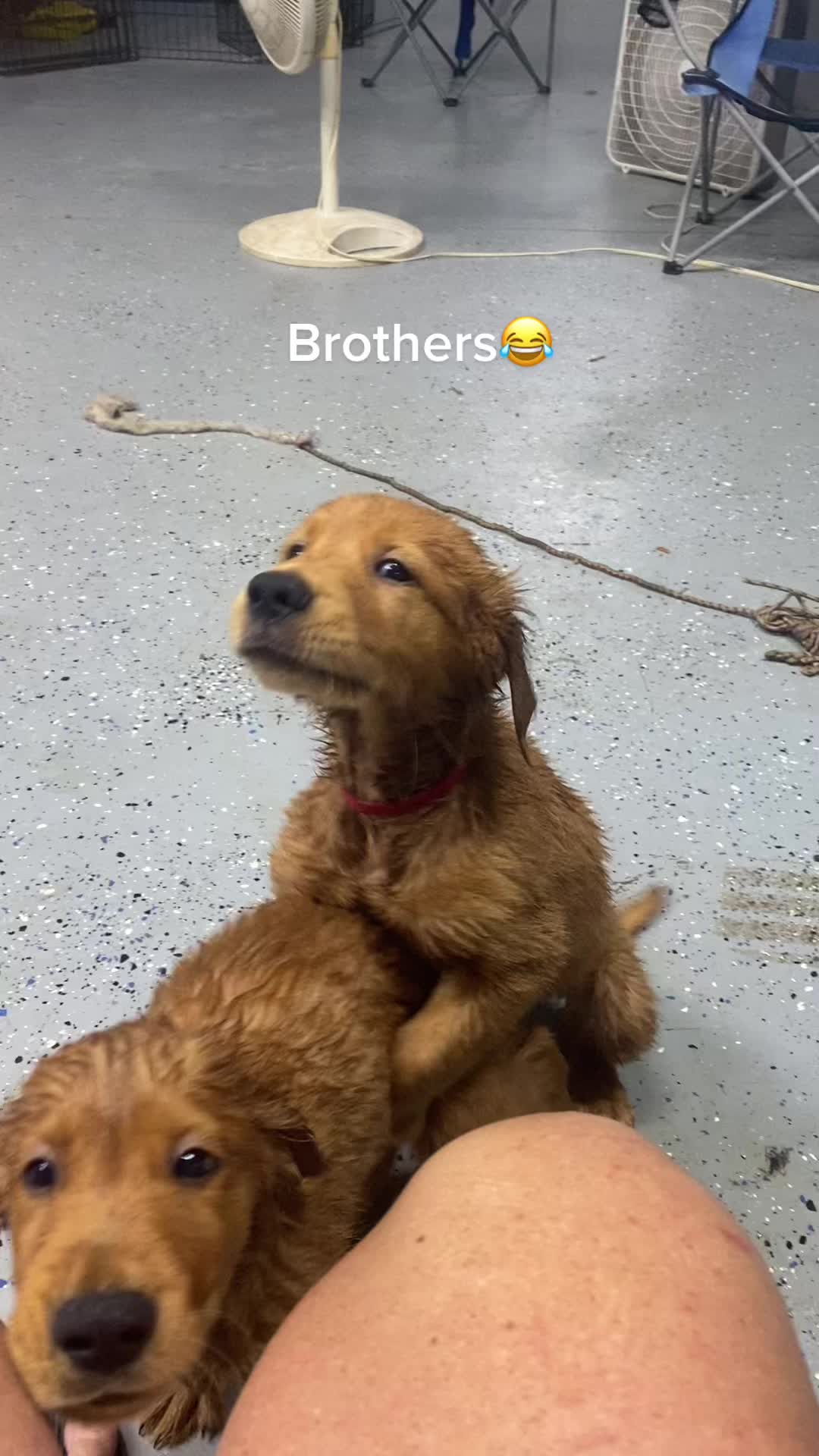 @Family full of goldens