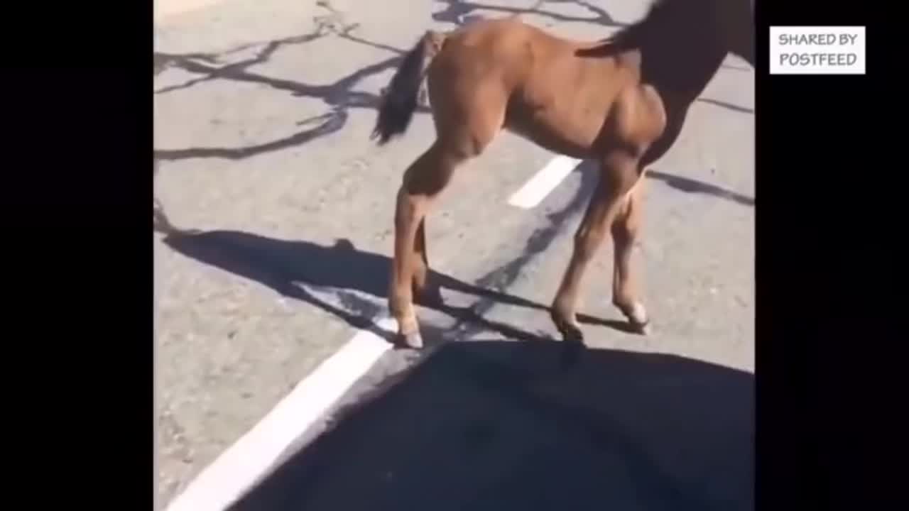 @🏇🏻 нorѕe rιdιng 🏇🏻