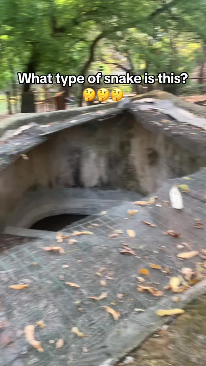 @RazyManeBlog