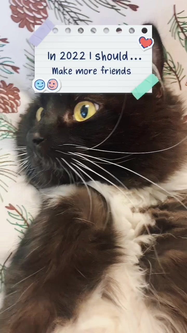 @КОТ МУЖИК 🐾