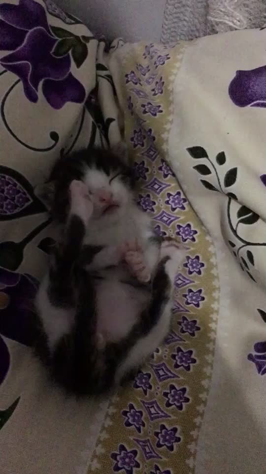 @ŞİRİN 🐈🐈