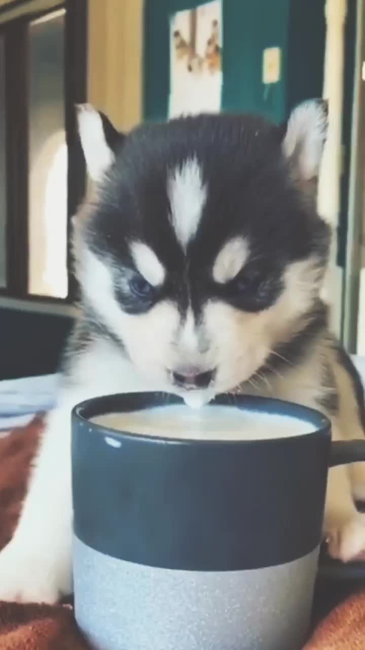@husky.ranch