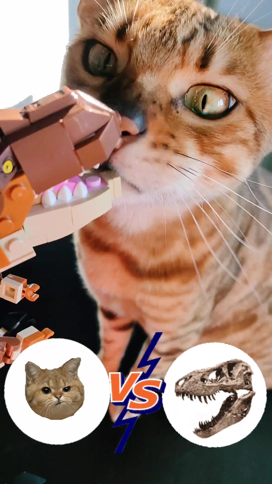 @Richard the Bengal cat