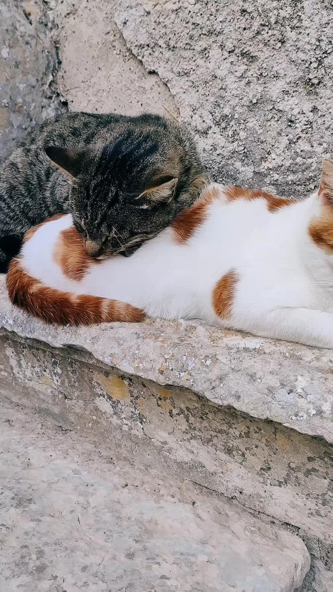 @Richard the Bengal cat