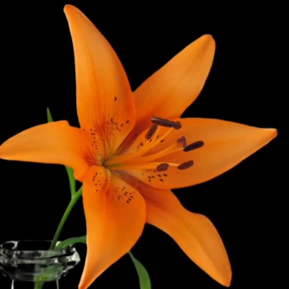 @Natural Flowers