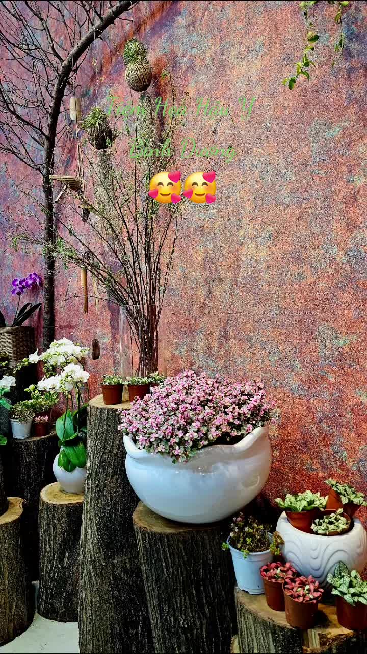 @Chú Hậu Tiệm Hoa Bình Dương