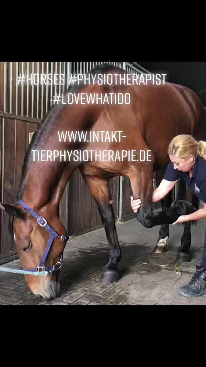 @Pferdephysiotherapie InTakt