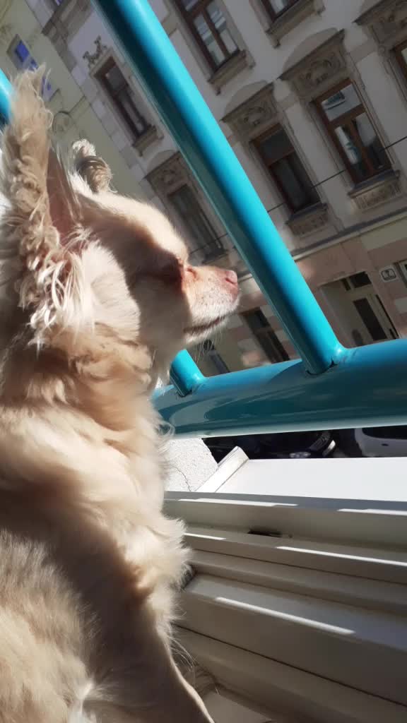 @sissi_dog