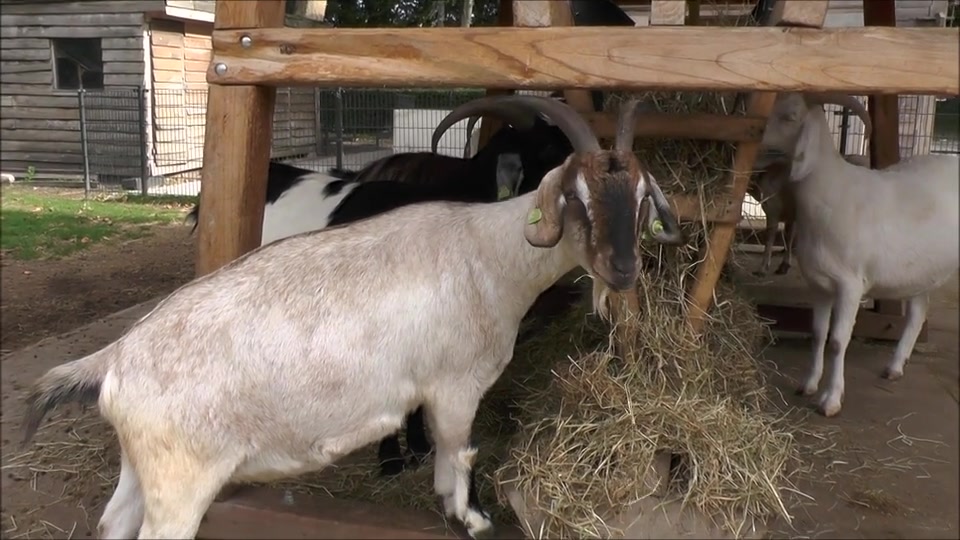 @Bakwan Animals