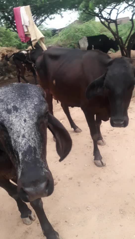 @રાજા મેલડી વાળા