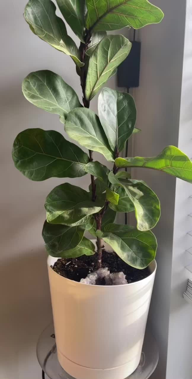 @plants 🌿