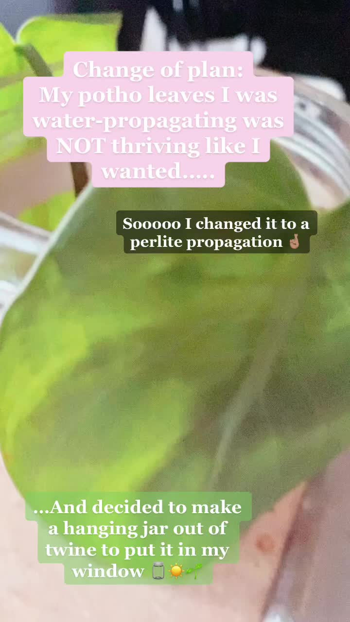 @taylorlea__