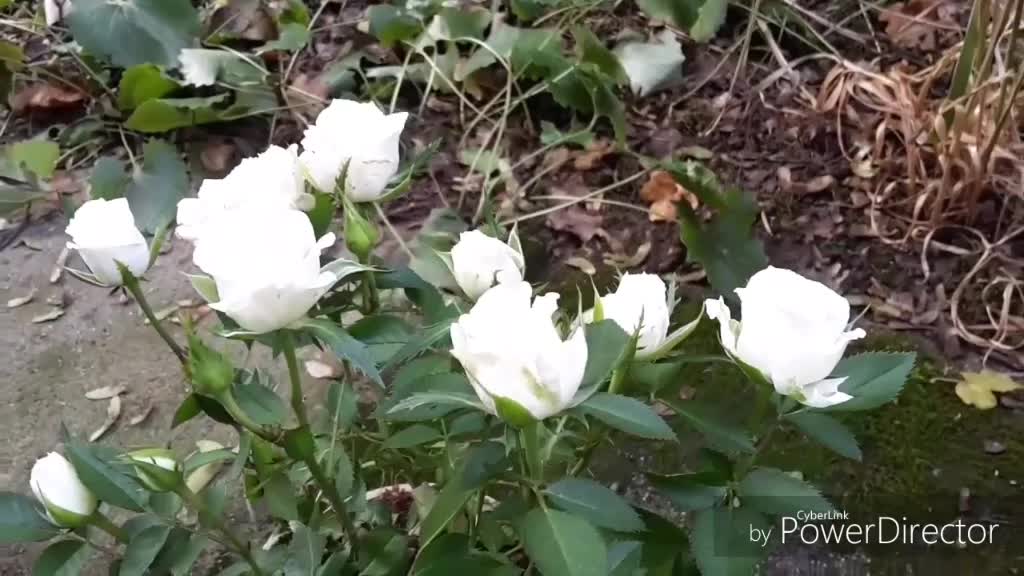 @karuvachi