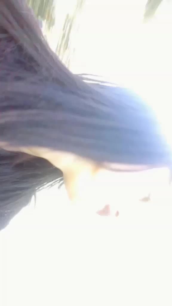 @chanceangelrose.O