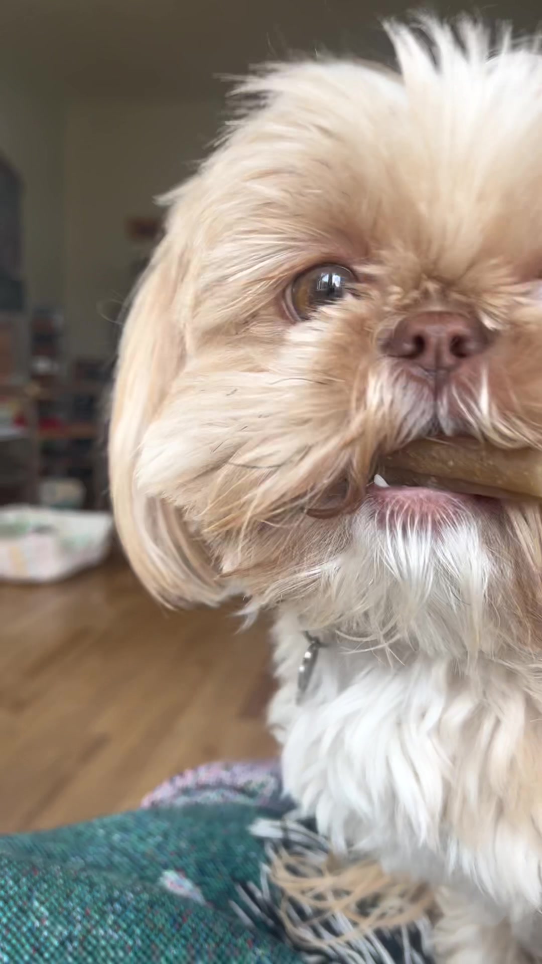 @Dr. Max and Ollie 🐶
