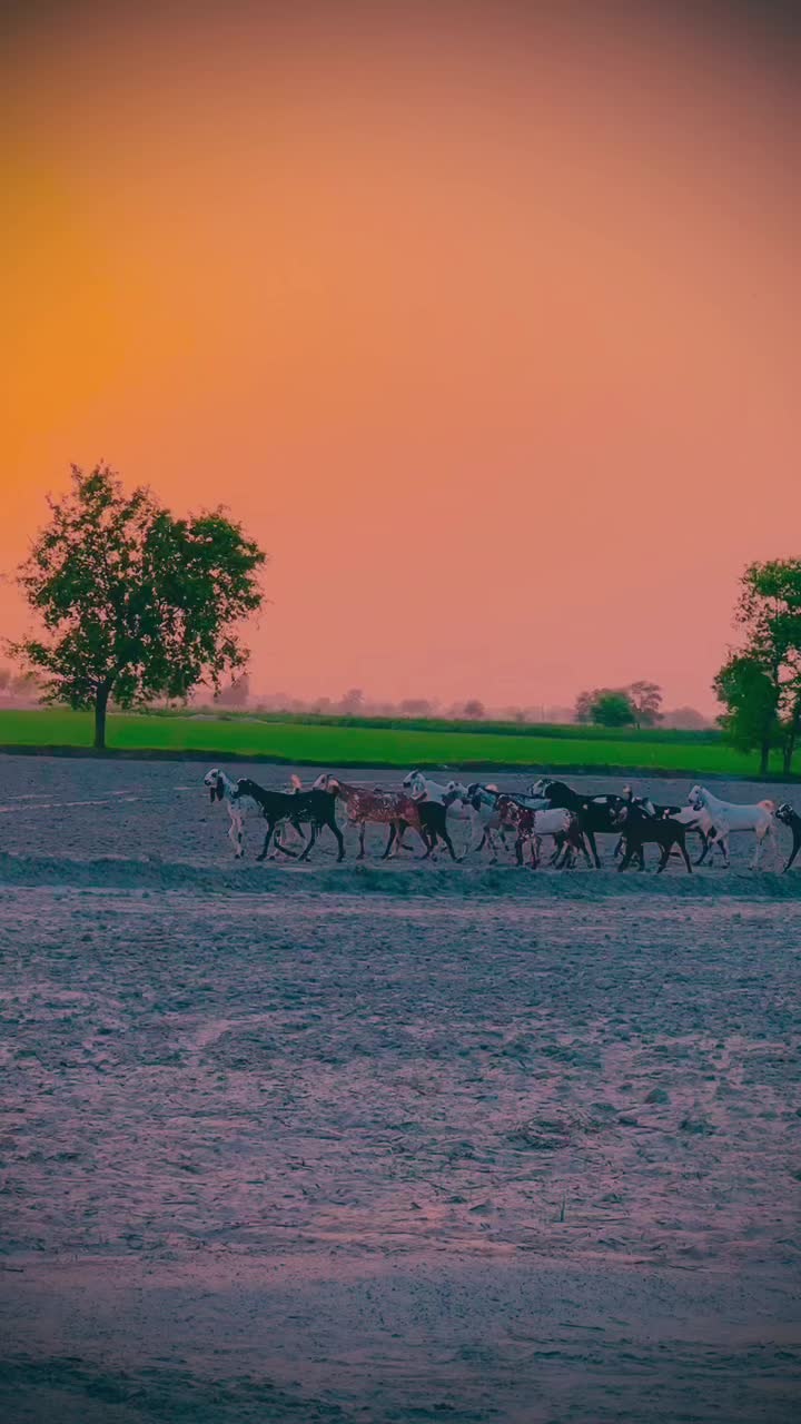 @سوہنا پنجاب🌾🫀