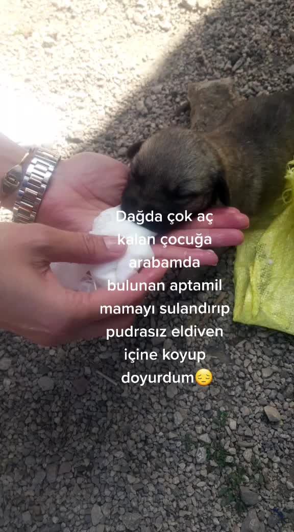@azaphanecanlari