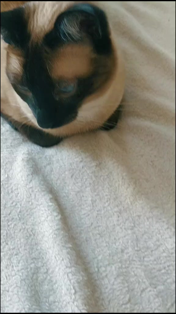 @Titan the Cat