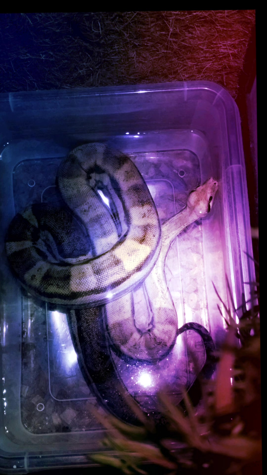 @Mycrazy🤪 animal💚🕷️ world🌏