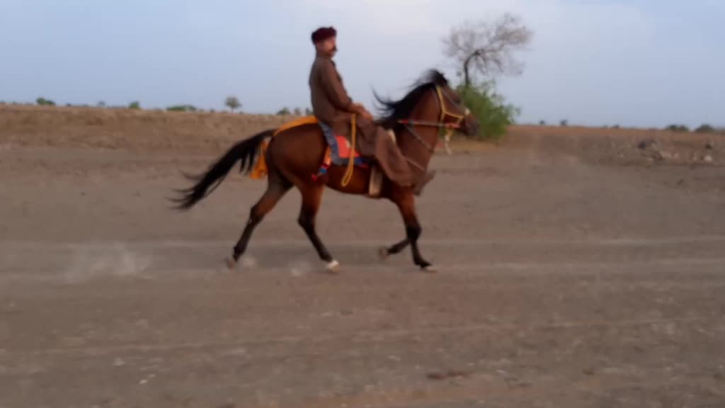 @Dhanrajsinh Bhadiyad